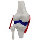 Joelho Anatômico Ligamentos Modelo 23cm Articulação Estudo Esqueleto