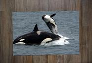 Jogo Americano, Baleia Orca
