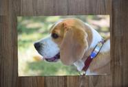 Jogo Americano, Beagle