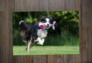 Jogo Americano, Border Collie