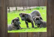 Jogo Americano, Buldogue