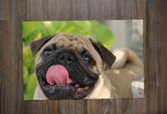 Jogo Americano coleções Dogs, Pug, na cola do dono.