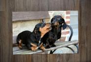 Jogo Americano, Dachshund