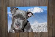 Jogo Americano, Pit Bull