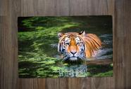 Jogo Americano, Tigre