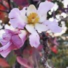 Kielmeyera rubriflora (Rosa do Campo) - Sementes