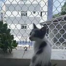 Kit 1.00x1.50 De Tela E Redes De Proteção Malha 3x3 Para Gatos e Calopsita