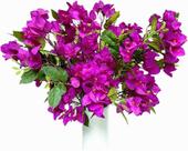 Kit 10 Galhos Flores Bouganville 76cm Roxo Artificiais