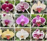 Kit 10 Mudas de Phalaeonopsis