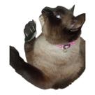 Kit, 10 unidades coleira para gatos com guizo Kit, 10 unidades coleira para gatos com guizo