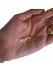 Kit 100 Medalhas Divino Espírito Santo Dourado Pombinha Paz