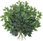 Kit 12 Folhas Planta Verde Folhagem Folhas de Fícus
