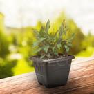 Kit 12 Vasos Plástico Quadrado 6 Litros Para Flores Plantas Decoração Jardim Varanda
