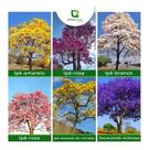 Kit 130 Sementes 6 Cores De Ipês Jacarandá