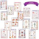 Kit 15 Mapas Anatômicos - Dobrados 120x90cm - Escolar - Estudos - Corpo Humano