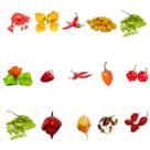 Kit 15 Variedades De Sementes De Pimentas Ardida E Saborosas V2