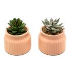 Kit 2 Arranjos Artificial Planta Suculenta Verde Vasos Vasinhos Cerâmica Consultório