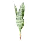 Kit 2 Espada São Jorge Planta Artificial Plástico 48cm - Gici Decor