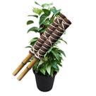Kit 2 Estacas Tutor Fibra de Coco Natural 40cm Para Plantas Trepadeiras
