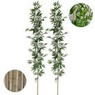 Kit 2 Hastes de Bambu da Sorte Mosso 2 Metros Decorativo