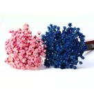 Kit 2 Maços Sempre Vivas - Rosa e Azul