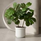 Kit 2 Mini Árvores Artificiais Ficus Lyrata Silicone Toque Real 85cm Planta Decorativa Premium 40 Folhas