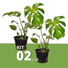 Kit 2 Muda Costela de Adão Monstera Planta Decorativa 50cm