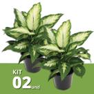 Kit 2 Muda de Comigo Ninguém Pode 40cm Planta Natural