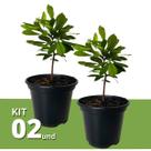 Kit 2 Muda de Fruta do Milagre Pote 15 Planta Natural 30cm