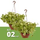 Kit 2 Muda de Peperômia Filodendro Cuia 21 Planta Pendente