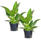 Kit 2 Muda Pacová 50cm Planta Para Área Interna Urban Jungle
