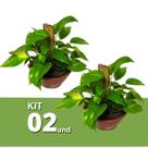 Kit 2 Muda Planta Jibóia 40cm Com Cuia P/ Decoração Interna