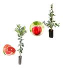 Kit 2 Mudas - 1 Acerola Doce + 1 Laranja Sanguínea