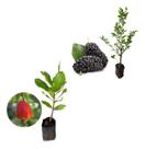 Kit 2 Mudas- 1 Amora Italiana Gigante + 1 Caju Vermelho Anão