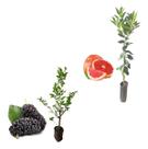 Kit 2 Mudas - 1 Amora Italiana Gigante + 1 Laranja Sanguínea