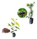 Kit 2 Mudas - 1 Cravo Da Índia + 1 Jabuticaba Hibrida