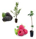 Kit 2 Mudas - 1 Framboesa Vermelha + 1 Amora Italiana Kit 2 Mudas - 1 Framboesa Vermelha + 1 Amora Italiana
