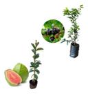 Kit 2 Mudas - 1 Goiaba Tailandesa + 1 Jabuticaba Hibrida