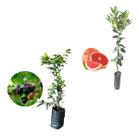 Kit 2 Mudas - 1 Jabuticaba Hibrida + 1 Laranja Sanguínea