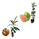 Kit 2 Mudas - 1 Nêspera Gigante + 1 Goiaba Tailandesa