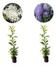 Kit 2 Mudas De Flor De São Miguel - Roxa E Branca