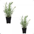 Kit 2 Mudas Lavanda Francesa Alfazema Repelente Aromatica