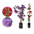 Kit 2 Mudas Primavera Vermelha Roxa 20 a 40 Plantas Online Kit 2 Mudas Primavera Vermelha Roxa 20 a 40 Plantas Online