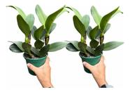 Kit 2 Orquídeas Cattleyas Especial Apta Afloração Fotos Real