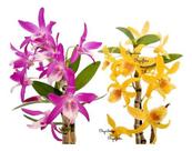 Kit 2 Orquídeas Dendrobium Stardust's ! Plantas Adultas ! Kit 2 Orquídeas Dendrobium Stardust's ! Plantas Adultas !