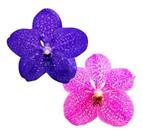 Kit 2 Orquídeas Vanda Flor Rosa E Azul Plantas Adultas