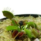 Kit 2 Plantas Carnívora Dionaea Apanha-Moscas Planta Natural
