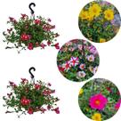 kit 2 Plantas Onze Horas Portulaca Grandiflora Adulta Cuia