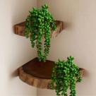 Kit 2 Plantas Pendentes Artificiais Silicone Suculentas Decorativas 35cm