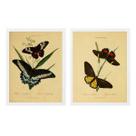 Kit 2 Quadros Borboletas Antigas 33x24cm - com vidro